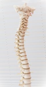 Spine